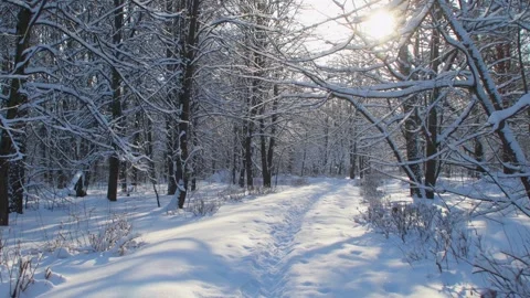 Road trampled in deep snow. Video stock 268972166