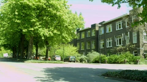 Road tree HD Stock Footage 521864