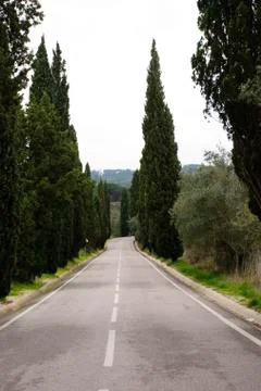 Road with tree lane Stock Photos