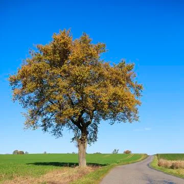 Road with tree Stock Photos