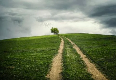 The road to tree Stock Photos