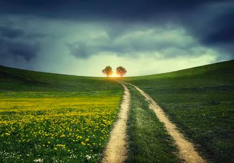 The road to tree Stock Photos