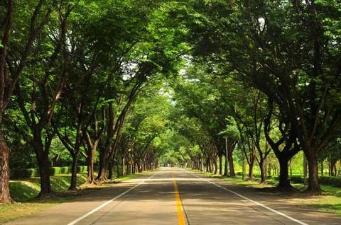 The road tree Stock Photos