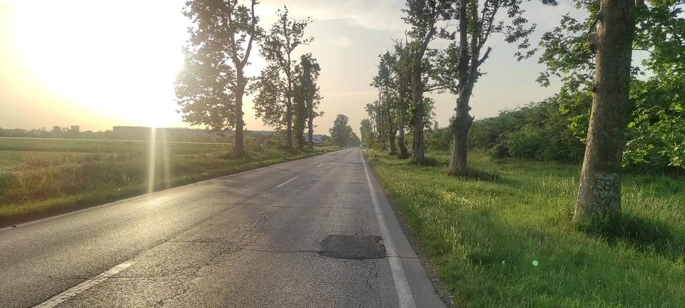 Road tree Foto stock