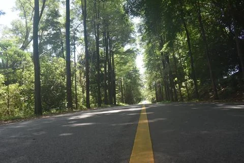 Road &amp; Tree Stock Photos