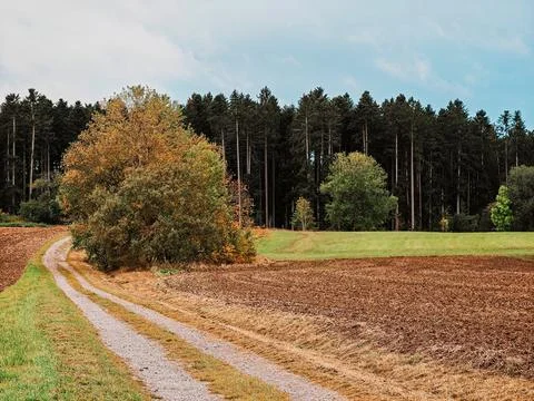 A road with a tree on the side Stock Photos