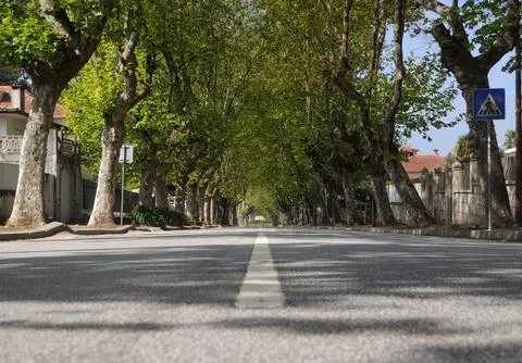 Road with tree tunnel, dashed line in the center of the road Stock Photos