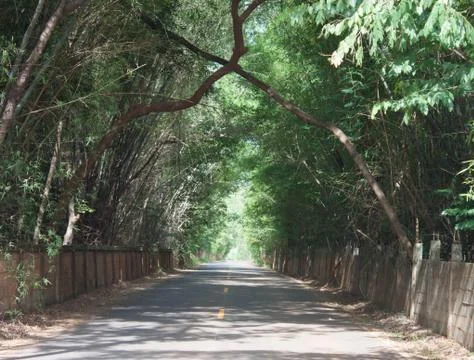The road is a tree tunnel Stock Photos