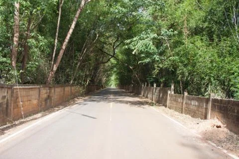 The road is a tree tunnel Foto stock