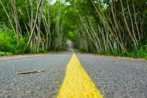 Road in tree tunnel Foto stock