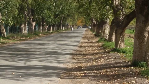 Road with trees in Algeria Stock Footage 145104403