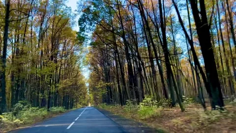 A road with trees on both sides and a car driving down it Stock Footage 290230205