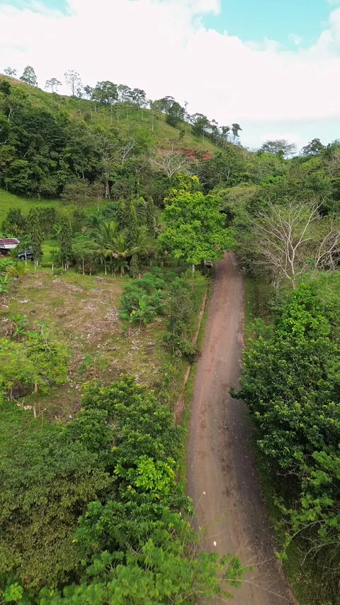 A road with trees on both sides and a house in the distance Stock Footage 328383413