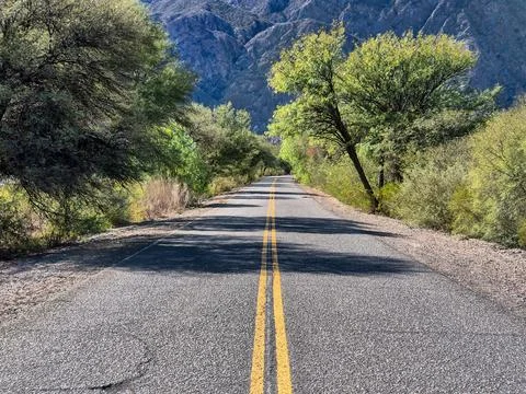 A road with trees on both sides and a yellow line down the middle Stock Photos