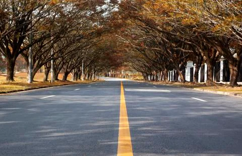 Road with trees on both sides Stock Photos