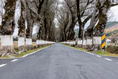 Road with trees on both sides Stock Photos