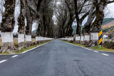 Road with trees on both sides Stock Photos