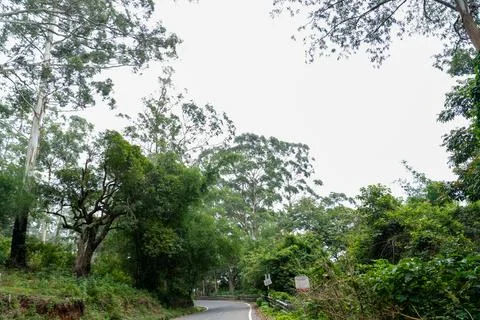 A road with trees on both sides Stock Photos