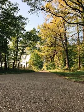 A road with trees on either side Stock Photos