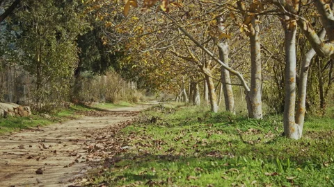 Road &amp; Trees in Fall Season Stock Footage 138183136