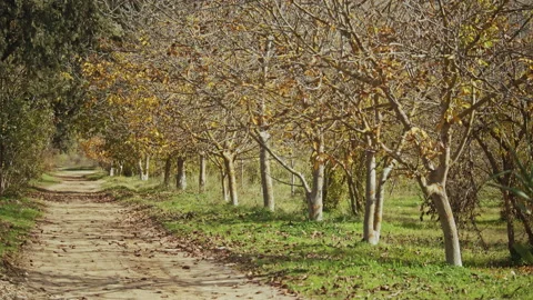 Road &amp; Trees in Fall Season Stock Footage 138183516