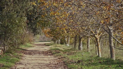 Road &amp; Trees in Fall Season Stock Footage 138183994