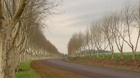 Road with trees Stock Footage 47783700