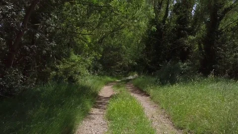 Road with trees Stock Footage 76656604