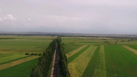 Road with trees Video stock 169612384