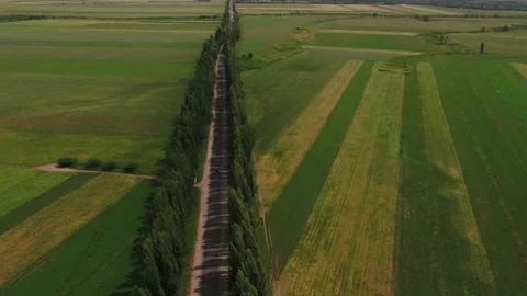 Road with trees Video stock 169612785