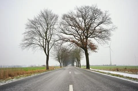 Road with the trees Stock Photos