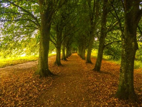 Road of Trees Stock Photos