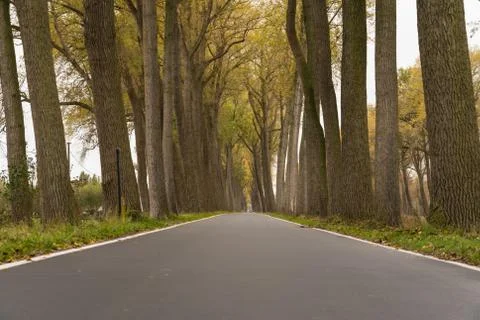 Road with trees Stock Photos