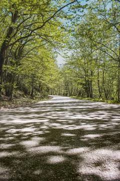 Road in Trees Stock Photos