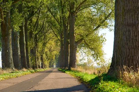 Road with trees Foto stock