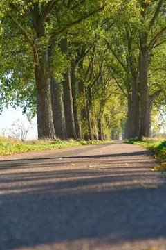 Road with trees Stock Photos