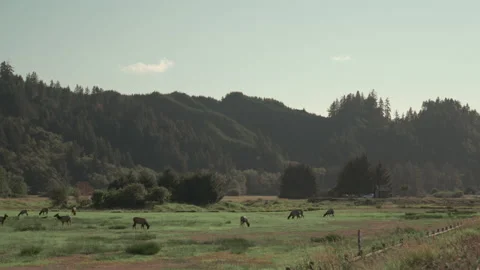 Road Trip 3 Stock Footage 233217585