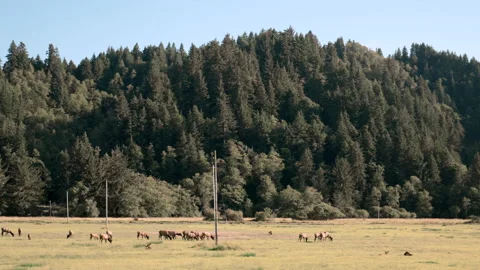 Road Trip 4 Stock Footage 233217590