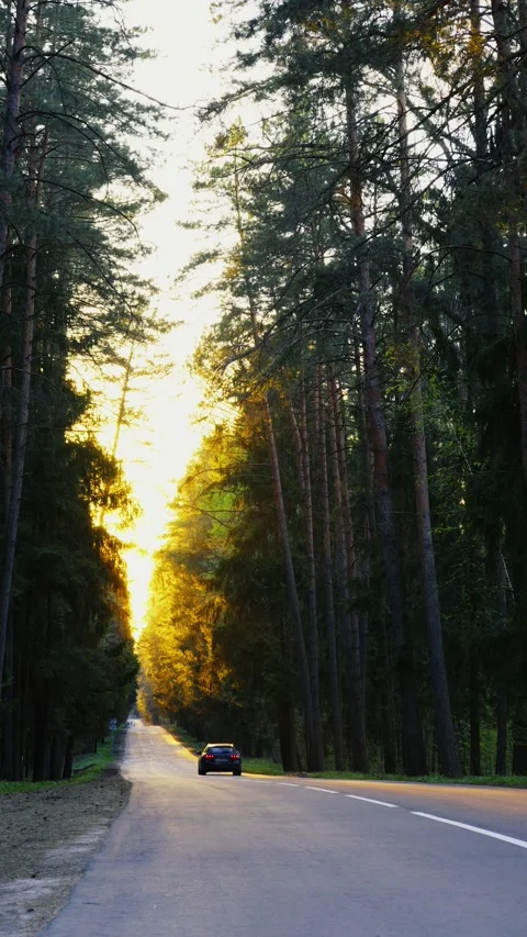 Road Trip Adventure Through Forest At Sunset, Car Driving On Scenic Highway Vidéo 334442571