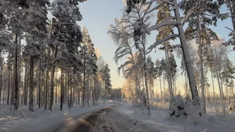 Road trip by car through a beautiful forest in winter and the sun shining Vídeo Stock 292809533