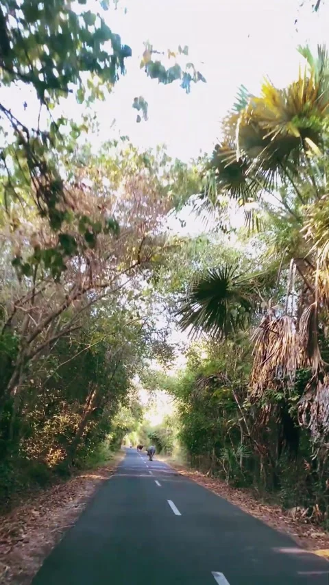 Road trip crossing trees and savannah trees 스톡 동영상 287594257
