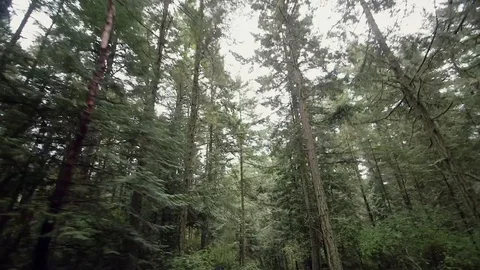 Road Trip Drive Through Trees Woods Coast Washington Travel Tourism Car Stock Footage 128759172