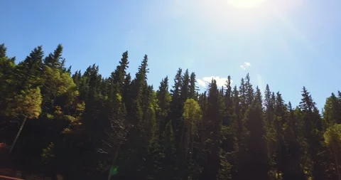 Road Trip Texture - Trees Going By Along The Road  - 4K Stock Footage 91054187