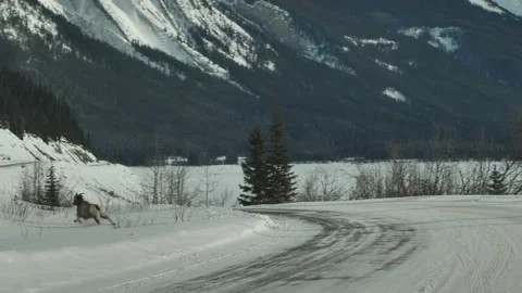 Road Trip Through The Icefields Parkway, Jasper National Park, Alberta Stock Footage 197494755