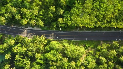 Road in tropical forest Video stock 138675331