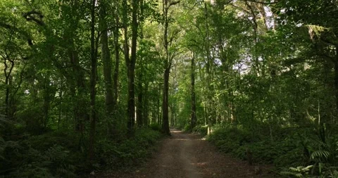 Road in Tropical forest interior. Drone view of Bali. Stock Footage 249985701