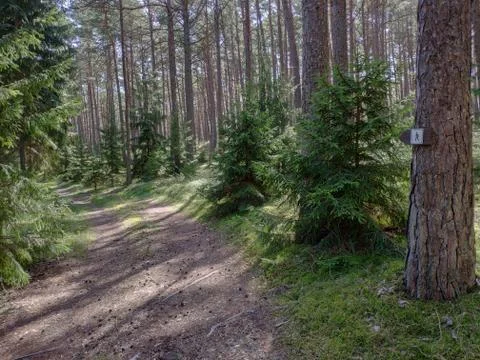 Road trough pine tree forest and walking trail direction sign. Stock Photos