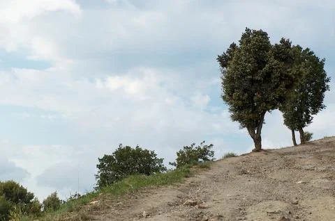 Road with two trees under the blue sky Stock Photos