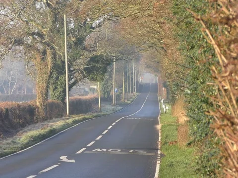 The road under the arch of trees. Stock Footage 71569475