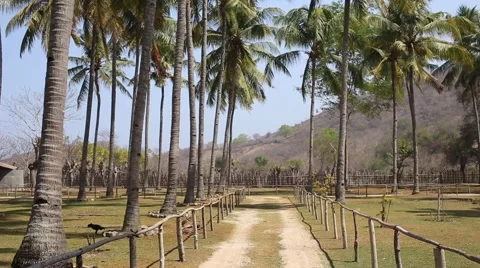 Road under Nice palm trees in the blue sunny sky. Stock Footage 43015131